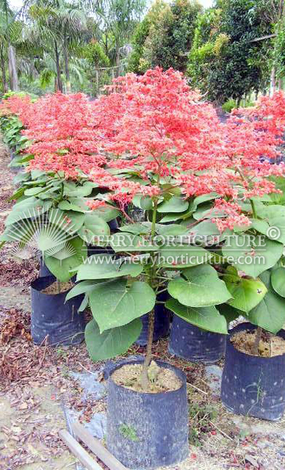 Clerodendrum splendens